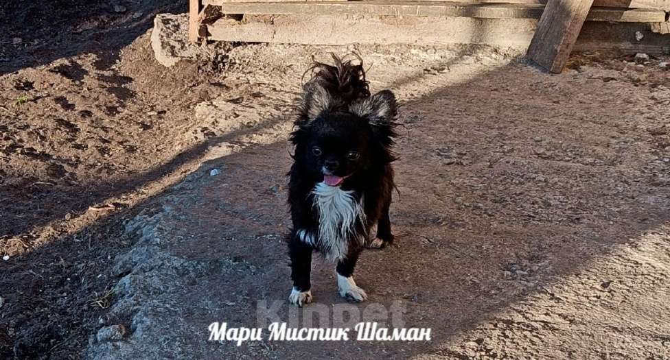 Собаки в Санкт-Петербурге: Шаман черный с белым длинношерстный чихуахуа Мальчик, 70 000 руб. - фото 2