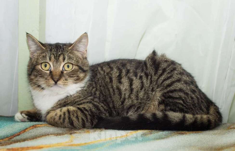 Кошки в Москве: Мия Девочка, Бесплатно - фото 4