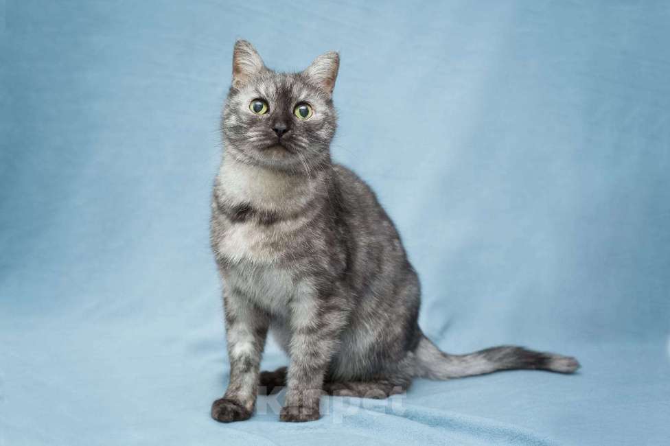 Кошки в Москве: Это история Тиши, кота, которого предали  Мальчик, Бесплатно - фото 5