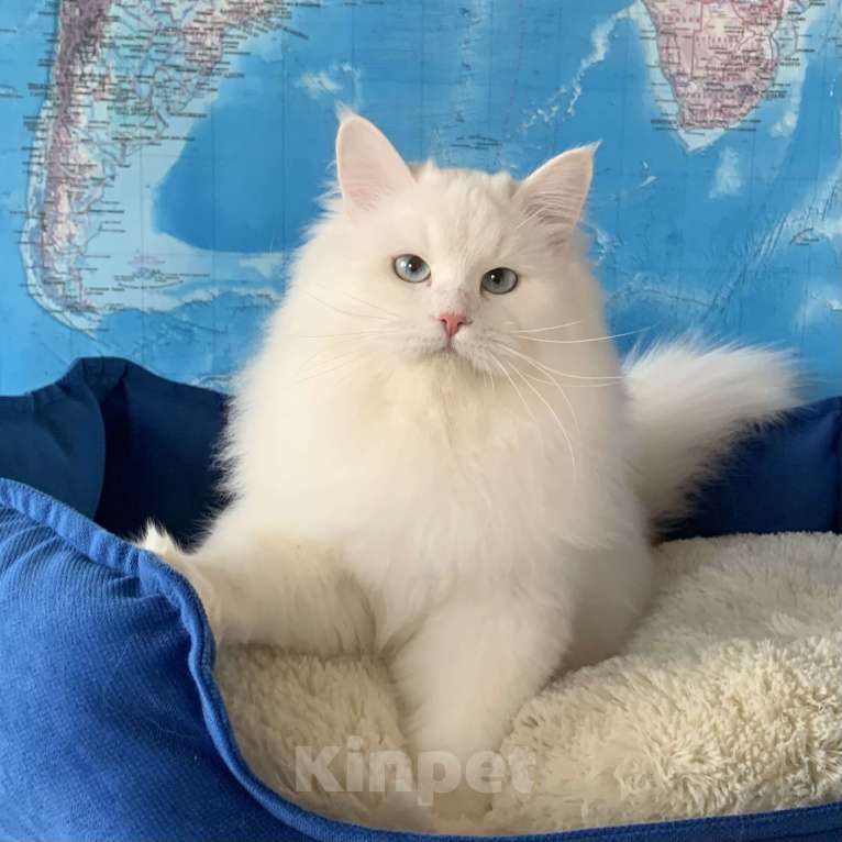 Кошки в других городах Краснодарского края: Невский маскарадный котёнок цуккини  Мальчик, 35 000 руб. - фото 8