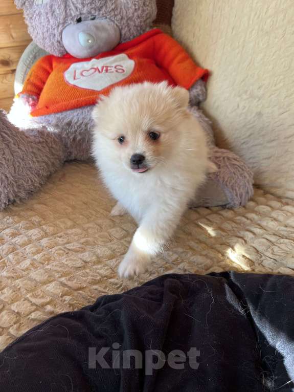 Собаки в Москве: Алиса Девочка, 10 000 руб. - фото 2