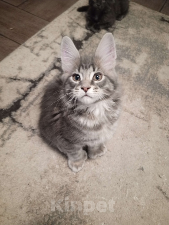 Кошки в Красноярске: Еврик  огромный Мальчик, 70 000 руб. - фото 1