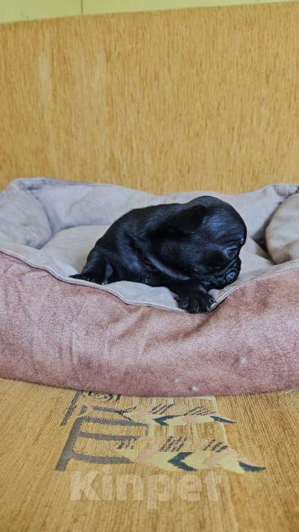 Собаки в Москве: Французский бульдог чёрный окрас мальчик Мальчик, 50 000 руб. - фото 2