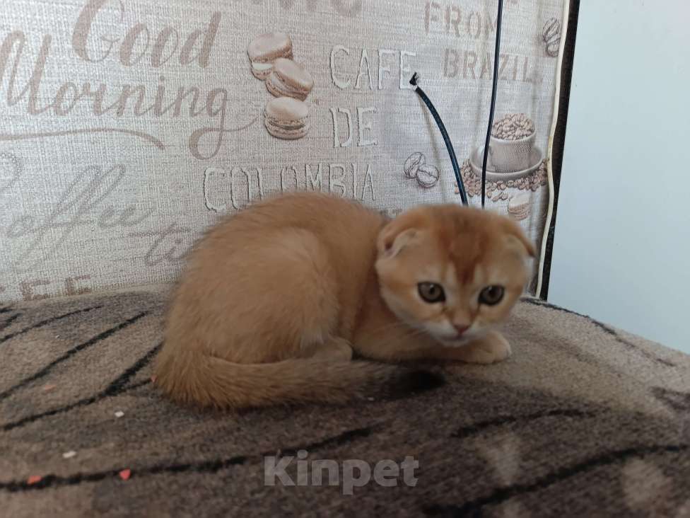 Кошки в Екатеринбурге: Вислоухая девочка окраса ny11 Девочка, 16 000 руб. - фото 6