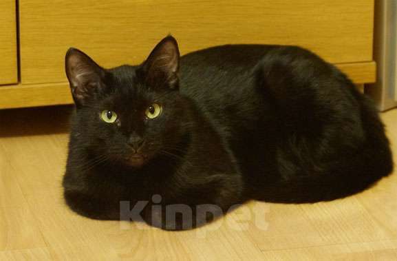 Кошки в Москве: Кошка Люси  в заботливые руки Девочка, Бесплатно - фото 5