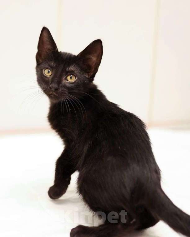 Кошки в Москве: Маленький чёрный котенок девочка в добрые руки  Девочка, Бесплатно - фото 3