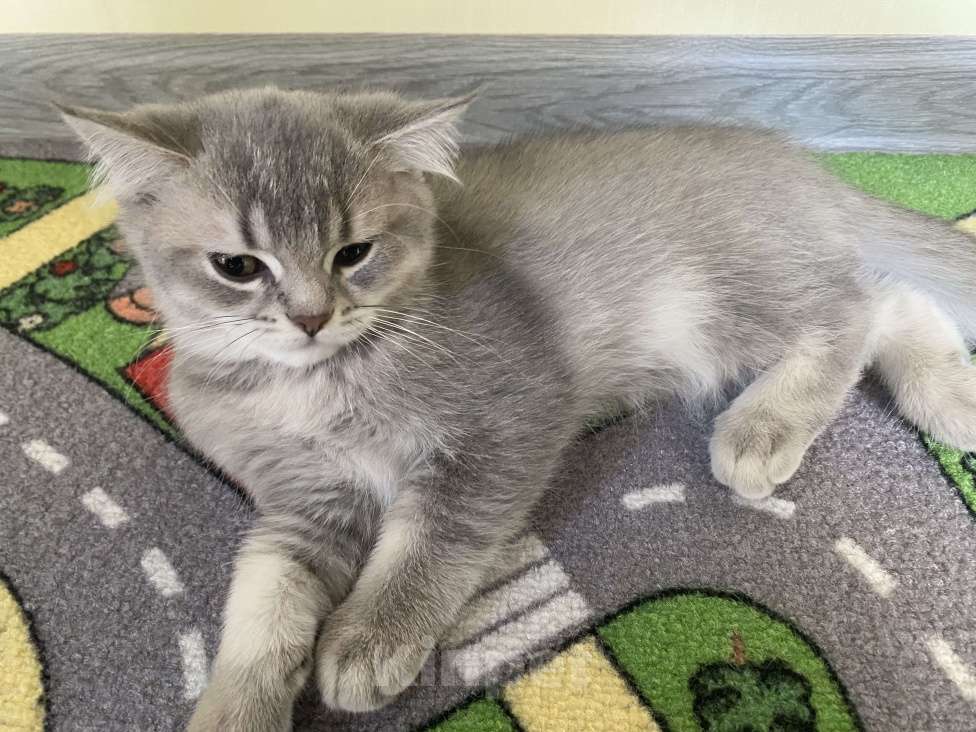 Кошки в других городах Московской области: Девочка британка серебристая шиншилла Девочка, 7 000 руб. - фото 6