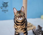 Кошки в Москве: Oreoo Bamboo club девочка в любимки Девочка, 50 000 руб. - фото 2