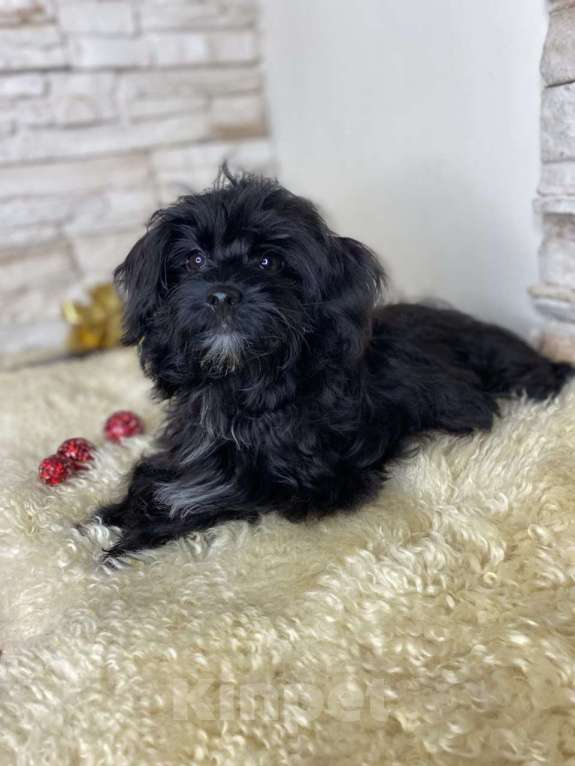 Собаки в Воронеже: Девочка йоркипу  Девочка, 40 000 руб. - фото 1