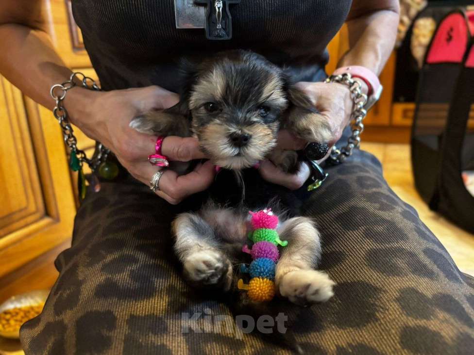 Собаки в Москве: Софи Девочка, 50 000 руб. - фото 8