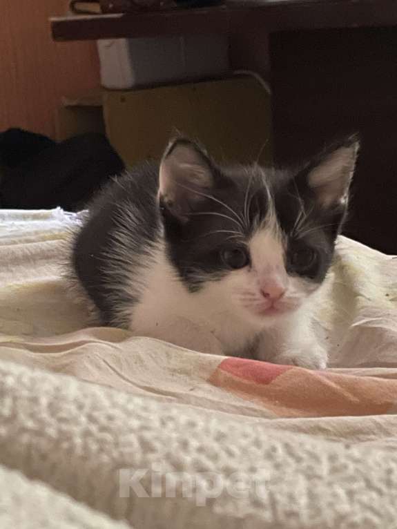 Кошки в Ростове-на-Дону: Черно-белый котенок Мальчик, 1 руб. - фото 2