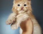 Кошки в Санкт-Петербурге: Котик кремовый  Мальчик, 40 000 руб. - фото 1