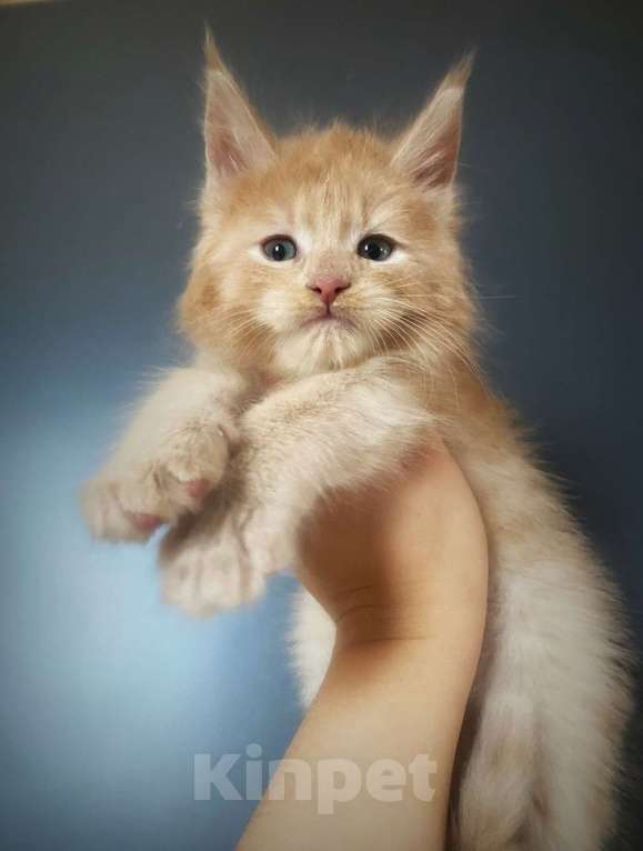 Кошки в Санкт-Петербурге: Котик кремовый  Мальчик, 40 000 руб. - фото 1