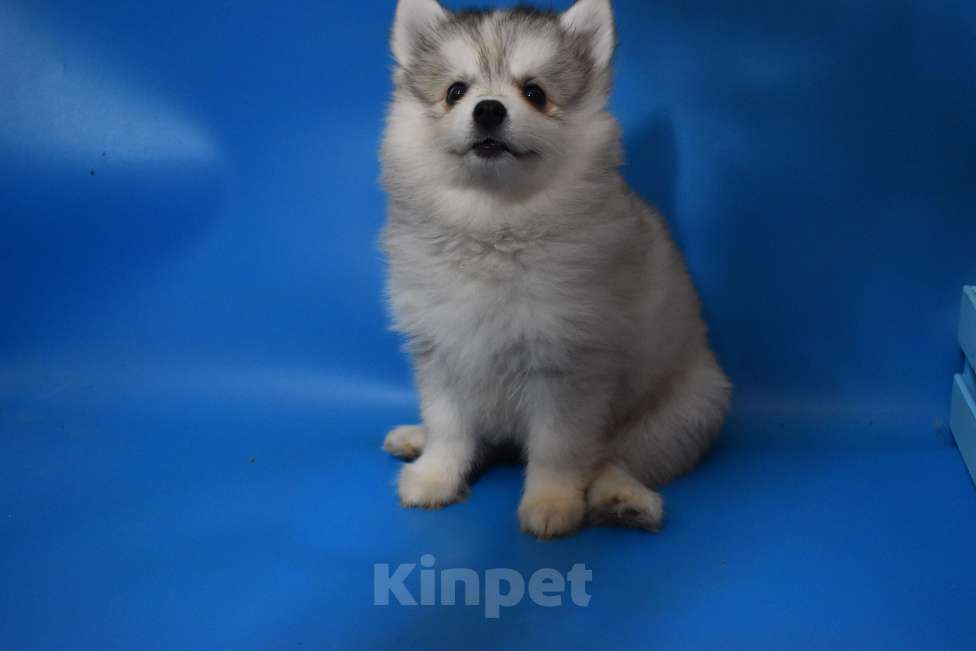 Собаки в Нижнем Новгороде: чудо плюшка Девочка, 50 000 руб. - фото 1