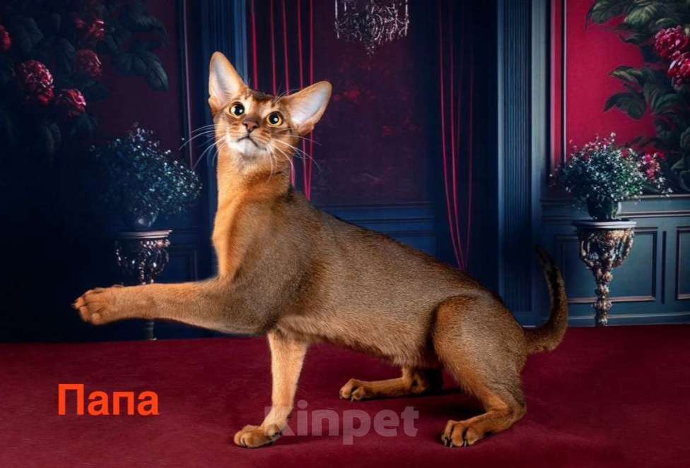 Кошки в Санкт-Петербурге: Абиссинский котенок с документами, мальчик  Мальчик, 35 000 руб. - фото 5