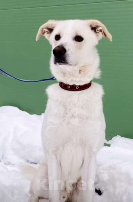 Собаки в Москве: Молодой гиперактивный пес Эпик ищет любящих хозяев Мальчик, Бесплатно - фото 4