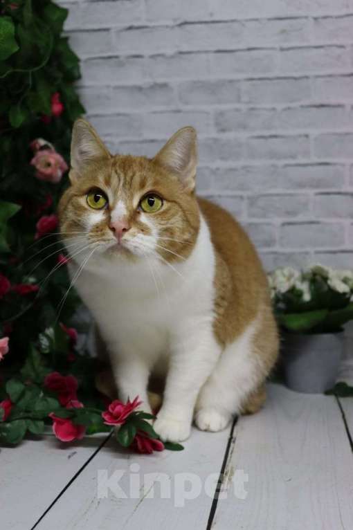 Кошки в Москве: Ласковая и нежная Веснушка Девочка, Бесплатно - фото 3