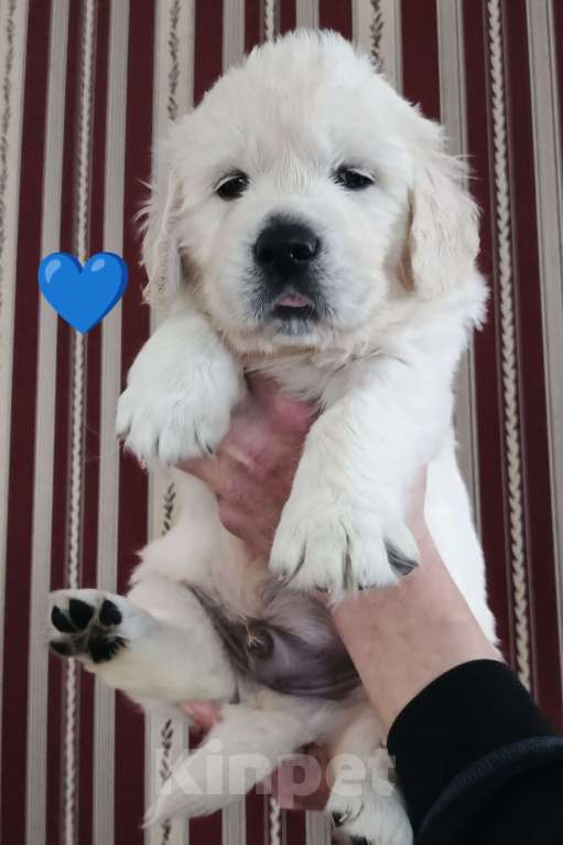 Собаки в Екатеринбурге: Щенки золотистого ретривера Мальчик, 80 000 руб. - фото 1