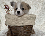 Собаки в Дубне: Премиум Щенки Вельш - корги пемброк .   Мальчик, 70 000 руб. - фото 1
