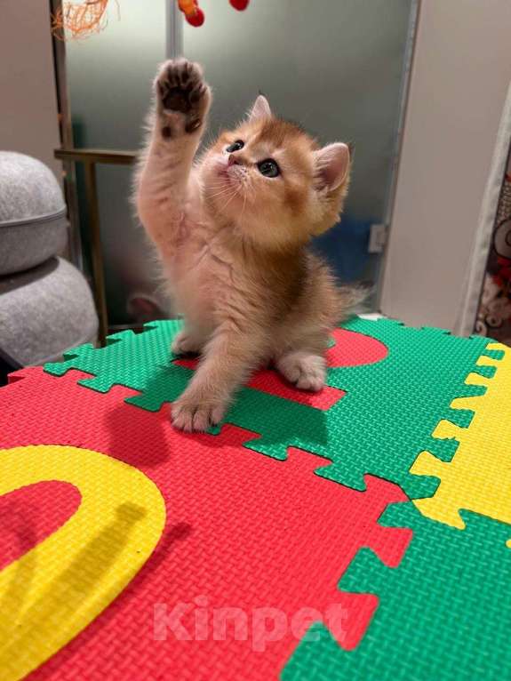 Кошки в Санкт-Петербурге: Шотландские котята золотые шиншиллы Девочка, 35 000 руб. - фото 2