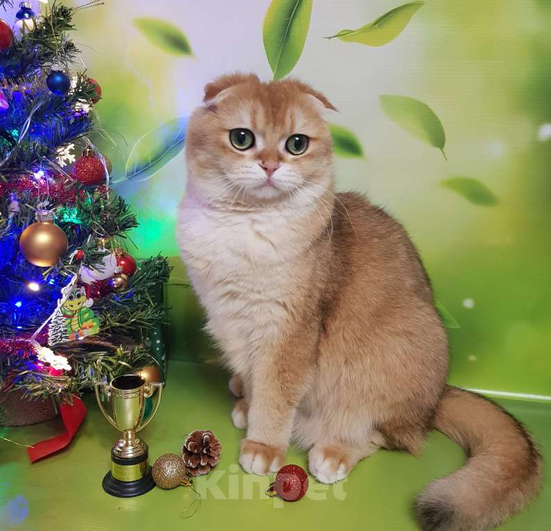 Кошки в Санкт-Петербурге: Шотландский кот Мальчик, 40 000 руб. - фото 6