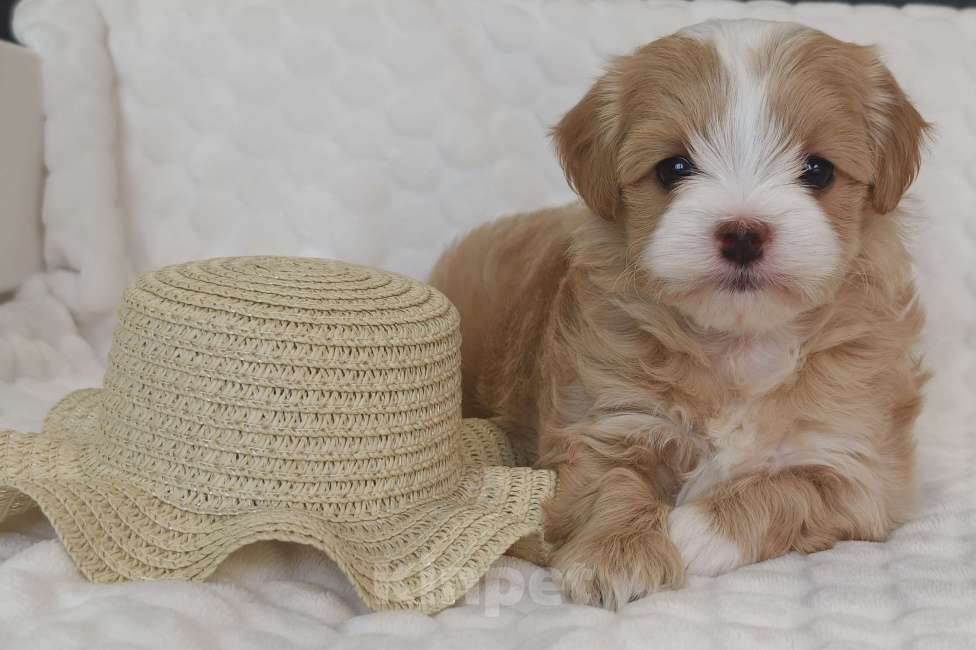 Собаки в Санкт-Петербурге: Щенок мальтипу Девочка, Бесплатно - фото 4