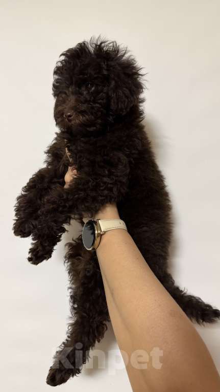 Собаки в Москве: Той-пудель Мальчик, 60 000 руб. - фото 3