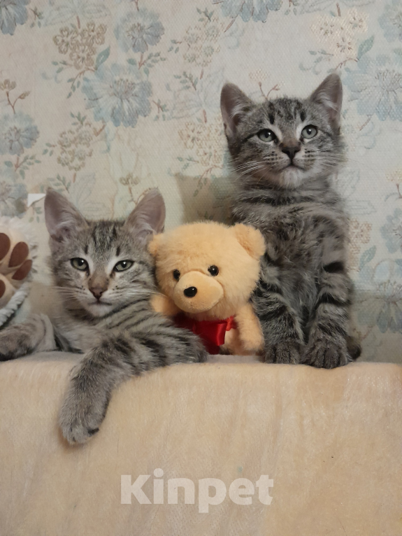 Кошки в других городах Ленинградской области: Бэм и Симба ищут дом Мальчик, Бесплатно - фото 1