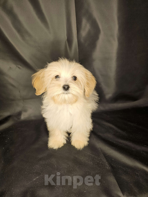 Собаки в Москве: Мальтипу щенок мальчик Мальчик, 80 000 руб. - фото 4