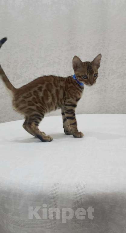 Кошки в Нижнем Новгороде: Бенгальские котята Мальчик, Бесплатно - фото 2