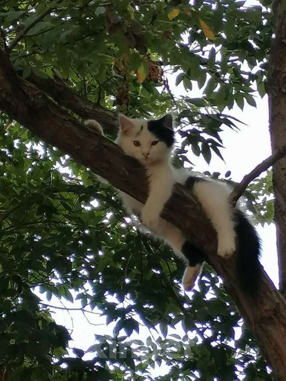 Кошки в Астрахани: Кошечка в добрые руки Девочка, Бесплатно - фото 1