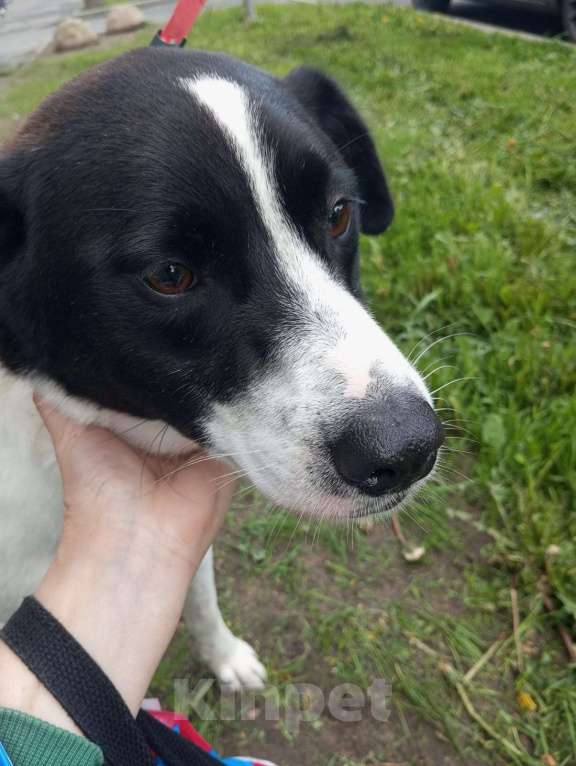 Собаки в Санкт-Петербурге: Отдам собаку бесплатно Девочка, Бесплатно - фото 4