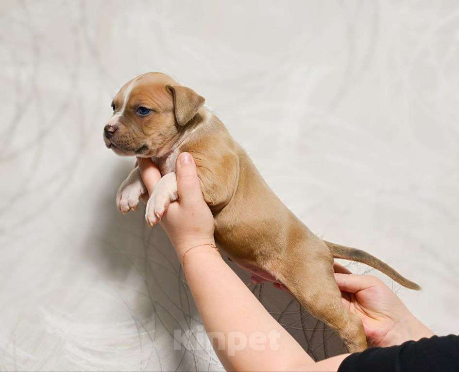 Собаки в Москве: Шикарный парень амстаффа Мальчик, 80 000 руб. - фото 1