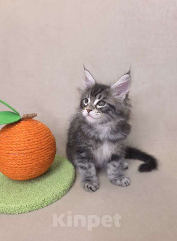 Кошки в Москве: Мальчик помет С Мальчик, 65 000 руб. - фото 5