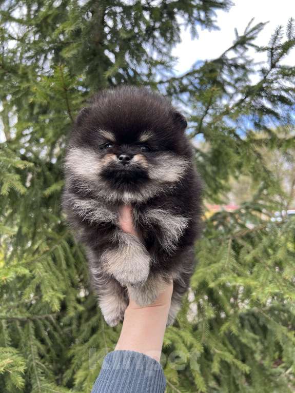 Собаки в Сосновом Бору: Девочка шпиц Виктория Девочка, 100 000 руб. - фото 4