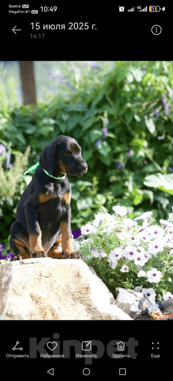 Собаки в Кемерово: Щенки Девочка, 50 000 руб. - фото 4