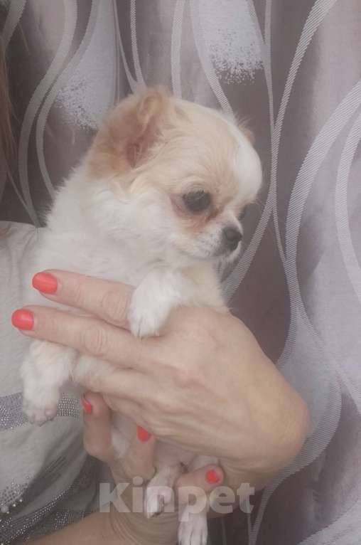 Собаки в Кудрово: Мини Нелиана Девочка, 80 000 руб. - фото 2