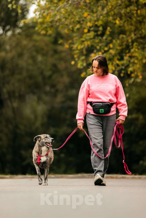 Собаки в Москве: Уникальная Верба в поисках дома Девочка, Бесплатно - фото 7