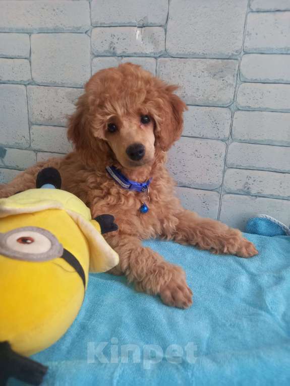 Собаки в Москве: Нестор Солнечный Лев Мальчик, 60 000 руб. - фото 2