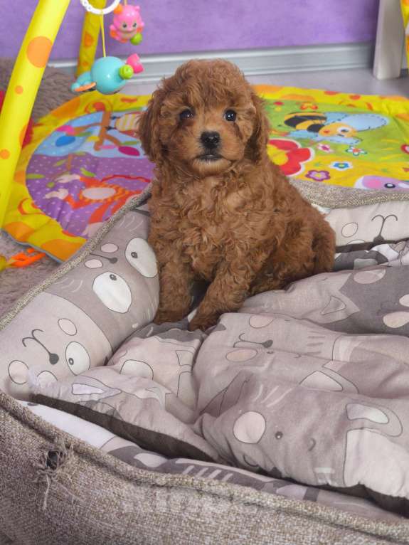 Собаки в Пушкино: Девочка красного окраса  Девочка, 80 000 руб. - фото 1