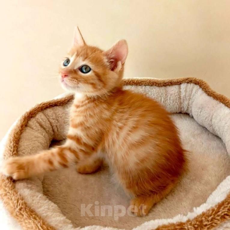 Кошки в Геленджике: Котенок курильского бобтейла из питомника Мальчик, 25 000 руб. - фото 4