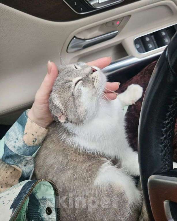 Кошки в Москве: Ласковую породистую кошечку выкинули на улицу 🆘️ Срочный поиск дома! Девочка, Бесплатно - фото 3