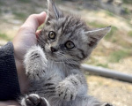 Кошки в Каспийске: котята в добрые руки Разнополые, Бесплатно - фото 2