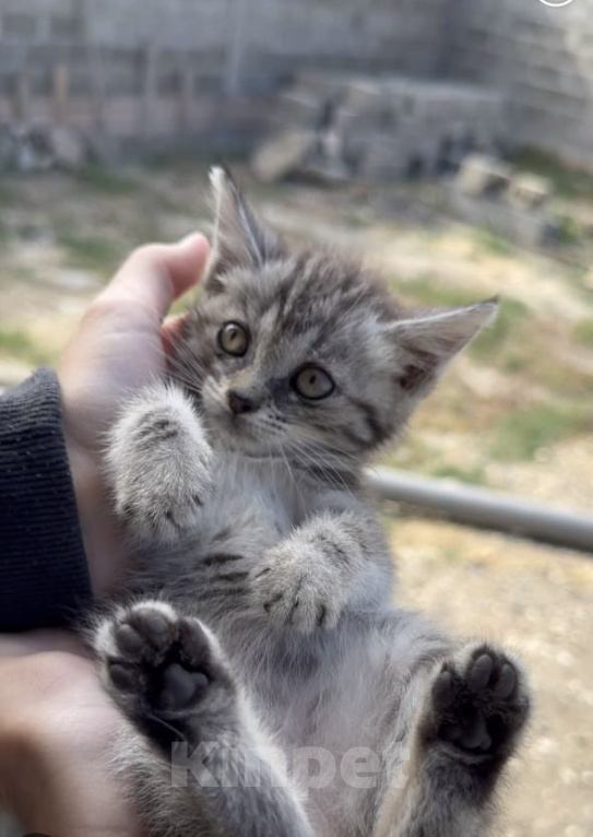 Кошки в Каспийске: котята в добрые руки Разнополые, Бесплатно - фото 2