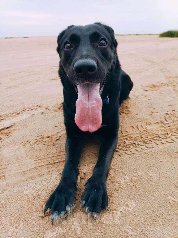 Собаки в Великом Новгороде: Отдам собаку в добрые руки Девочка, Бесплатно - фото 4