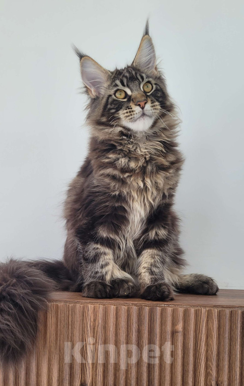 Кошки в Москве: Котенок мейн-кун чёрный мрамор Мальчик, 65 000 руб. - фото 4