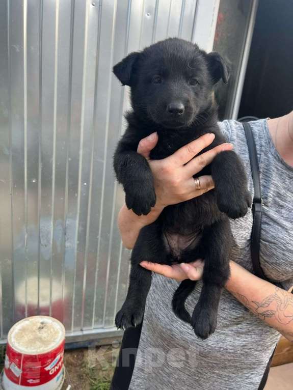 Собаки в Санкт-Петербурге: Отдам щенка бесплатно Девочка, Бесплатно - фото 2