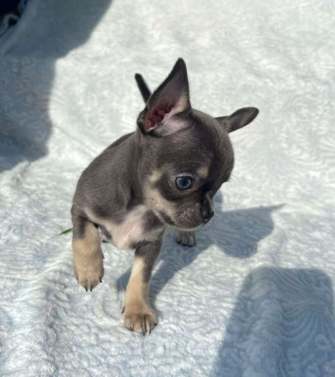 Собаки в Люберцах: Чихуахуа голубо-подпалая Девочка, 120 000 руб. - фото 7