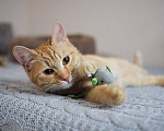 Кошки в Москве: Котенок Сола ищет дом Девочка, Бесплатно - фото 3