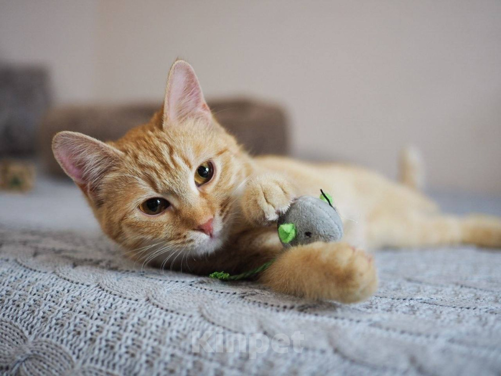 Кошки в Москве: Котенок Сола ищет дом Девочка, Бесплатно - фото 3